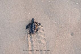 Sea Turtle hatchling  crawling